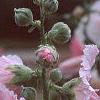 Alcea 'Indian Summer', flowers