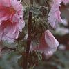 Alcea 'Indian Summer', flowers