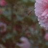 Alcea 'Indian Summer', flowers