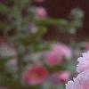 Alcea 'Indian Summer', flowers