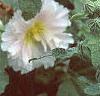 Alcea 'Indian Summer', flowers