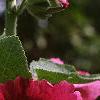Alcea rosea, flowers