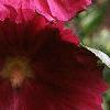Alcea rosea, flowers