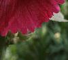 Alcea rosea, flowers