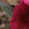Alcea rosea, flowers