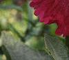 Alcea rosea, flowers