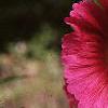 Alcea rosea, flowers