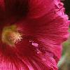 Alcea rosea, flowers