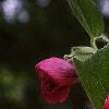 Alcea rosea, flowers
