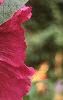 Alcea rosea, flowers