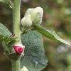 Alcea rosea, flowers