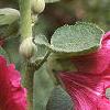 Alcea rosea, flowers