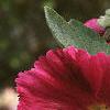 Alcea rosea, flowers