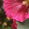 Alcea rosea, flowers