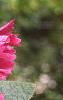Alcea rosea, flowers
