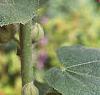Alcea rosea, flowers