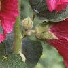Alcea rosea, flowers