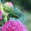 Alcea rosea Chater's Double Group pink', flowers