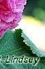 Alcea rosea Chater's Double Group pink', flowers