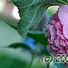 Alcea rosea Chater's Double Group pink', flowers