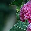 Alcea rosea Chater's Double Group pink', flowers