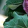 Alcea rosea Chater's Double Group pink', flowers