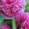 Alcea rosea Chater's Double Group pink', flowers