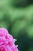 Alcea rosea Chater's Double Group pink', flowers
