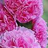 Alcea rosea Chater's Double Group pink', flowers