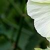Alcea rugosa, flowers