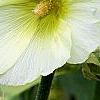 Alcea rugosa, flowers