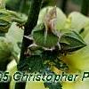 Alcea rugosa, flowers