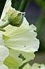 Alcea rugosa, flowers