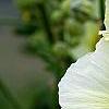 Alcea rugosa, flowers