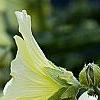 Alcea rugosa, flowers