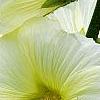 Alcea rugosa, flowers