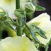 Alcea rugosa, flowers