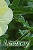 Alcea rugosa, flowers