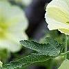 Alcea rugosa, flowers