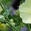 Alcea rugosa, flowers