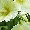 Alcea rugosa, flowers