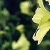 Alcea rugosa, flowers