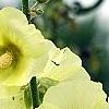 Alcea rugosa, flowers