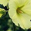 Alcea rugosa, flowers