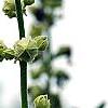 Alcea rugosa, flowers
