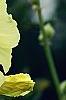 Alcea rugosa, flowers