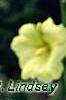 Alcea rugosa, flowers