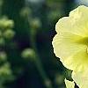 Alcea rugosa, flowers