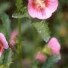 Anisodontea x hypomandarum, habit