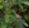 Anisodontea x hypomandarum, habit